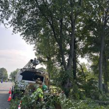 Tree-Removal-with-Bee-Hive-in-Stevensville-MD 3